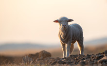 Cute Little Lamb On Fresh Spring Green Meadow During Sunrise
