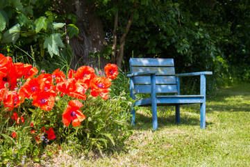 bench and poppy flowers in a garden