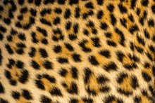 Close Up Of Leopards (Panthera Pardus) Fur