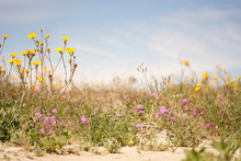 Anza Borrego Desert Wildflowers