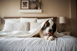 © Cavan Images - Large St. Bernard dog lays under blanket on bed chewing toy at home