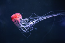 Glowing Jellyfish Chrysaora Pacifica Underwater