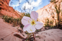 Flower In Desert, Grand?Staircase-Escalante?National Monument, Utah, USA