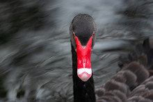 An Black Swan Headshot Close Up  On Black Background