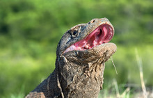 The Open Mouth Of The Komodo Dragon. Close Up Portrait, Front View. Komodo Dragon.  Scientific Name: Varanus Komodoensis. Natural Habitat. Indonesia. Rinca Island.