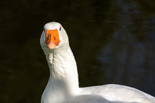 Portrait Of  Embden Goose, White Goose With Orange Beak In Close Up