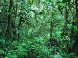 Fototapeta Las - la selva