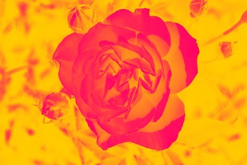 Wall Mural - Abstract Rose photo in golden and pink colors