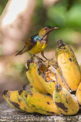 sunbirds standing on bananas