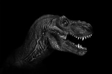 Tyrannosaurus Rex Close Up On Dark Background. - Image