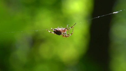 A large furry spider, with a beautiful pattern on the surface, sits on its web. In the garden on the bushes a large web with a spider predator.