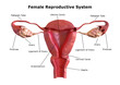 female reproductive system. Internal view of the uterus with cross section