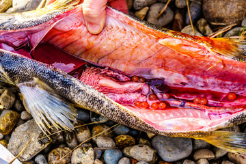 Dissected Pink Salmon after it spawned in the Stave River downstream of the Ruskin Dam at Hayward Lake near Mission, British Columbia, Canada