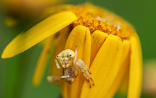 Thomisus Onustus Crab Spider On Yellow Flower