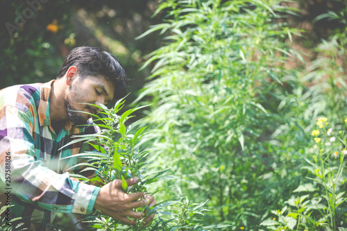 Fotografía Farmer checking cannabis plants in the fields before harvesting.