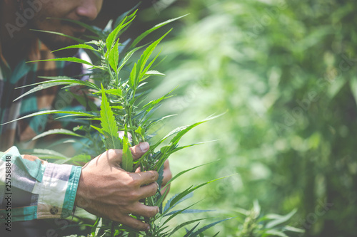 Fotomural Farmer checking cannabis plants in the fields before harvesting.