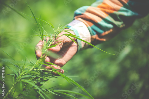Cuadros en Lienzo Farmer checking cannabis plants in the fields before harvesting.