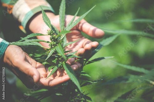 Fotografía Farmer checking cannabis plants in the fields before harvesting.