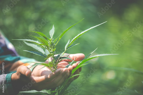 Cuadros en Lienzo Farmer checking cannabis plants in the fields before harvesting.