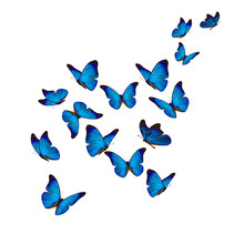 Beautiful Blue Morpho Butterfly