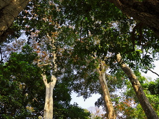 Wall Mural - Mekong river, Champassak, Laos, Pakse