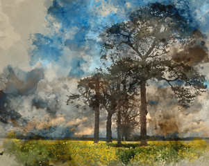 Wall Mural - Watercolour painting of Rapeseed field contryside landscape at sunset with dramatic sky