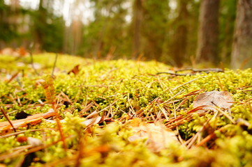 Moss in the forest. Swamp moss and grass closeup.