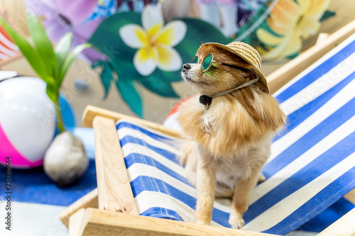chihuahua hats and sunglasses