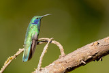 Fototapeta Sawanna - Mexican violetear (Colibri thalassinus) is a medium-sized, metallic green hummingbird species commonly found in forested areas from Mexico to Nicaragua. 