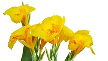 Yellow Canna Lilly Flowers Isolated On White Background