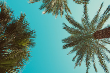 Wall Mural - Palm trees perspective view vintage toned with copy-space