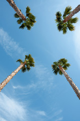 Wall Mural - Four palm trees over blue sky on vacation beach perspective view with copy space