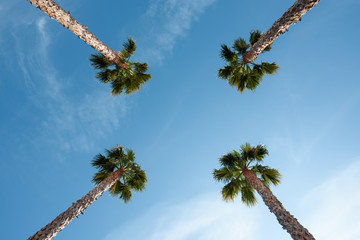Wall Mural - Four palm trees over blue sky perspective view with copy space