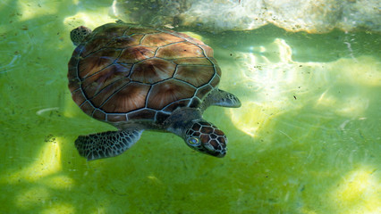  turtle in water