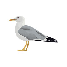 The Common Seagull Mew Gull European Herring Gull. Vector Illustration. Element For Your Design. Resting Curious Standing Sea Bird