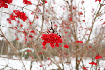 Wall Mural - red viburnum