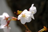 Fototapeta Storczyk - white flowers of cherry tree