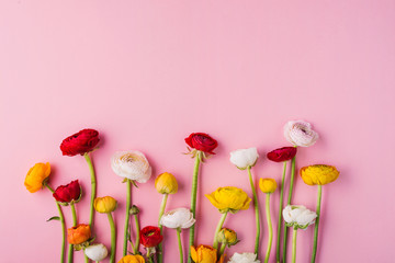 Wall Mural - Colorful flowers on a pink background. Copy space.