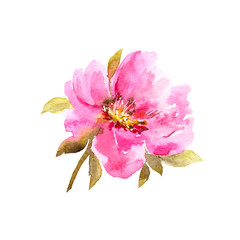 Single flower for greeting card decor. Wedding floral design. Pink peony. Floral element for wedding invitation design. Watercolor pink flower.