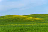 Fototapeta Sawanna - Beautiful farmland rural landscape, colorful spring flowers in Tuscany, Italy.