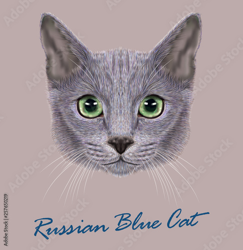 Russian Blue Cat Animal Cute Face Vector Happy Silver