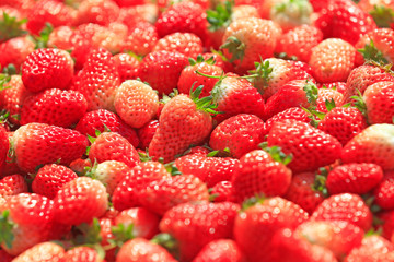 Wall Mural - Fresh strawberries, close-up shots