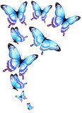 Fototapeta Motyle - beautiful blue butterflies, isolated  on a white