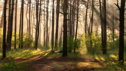  Morning. Walk in the woods. Sun rays.