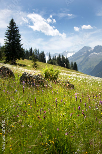 Close-up with a lot of depth blur in a green meadow with wildflowers in a mou...