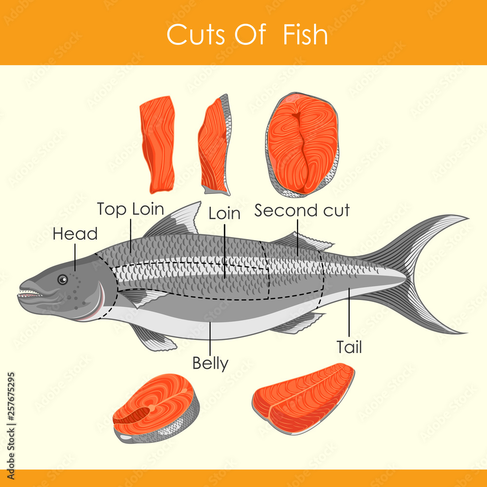 Eastern Cut Fish easy to edit vector illustration of different cuts of Fish Stock Vector ...
