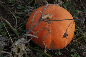 pile of small cute pumpkins at pumpkin patch