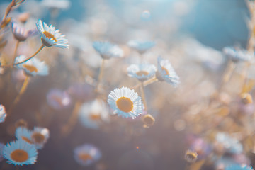 Wall Mural - Wild grass flowers in the morning at sunrise with golden sunshine.