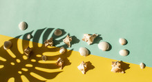 Composition Of Exotic Sea Shells On A Blue Background. Summer Concept. Flat Lay. Top View