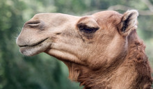 A Close Up Of The Head Of A Dromedary Or Camel